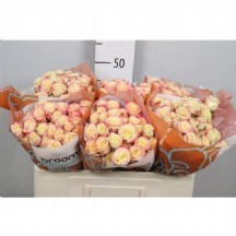 R Tr Candelıcıous 40 cm 1 demet 10 dal!!