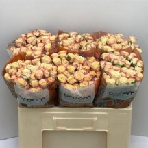 R Tr Candelıcıous 50 cm 1 demet 10 dal!!