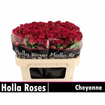 R Tr Cheyenne 50 cm 1 demet 10 dal