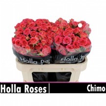 R Tr Chımo 50 cm 1 demet 10 dal!!!