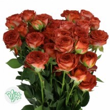 R Tr Chococcino 50 cm - 1 Demet 10 Dal!