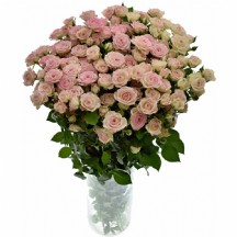 R Tr Creamy Twister Pembe Gül 50 cm - 1 Demet 10 Dal!