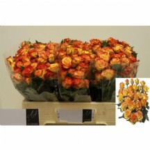 R Tr Eyelıner 50 cm 1 demet 10 dal!!!