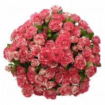 R Tr Fireworks 60 cm - 1 Demet 10 Dal!