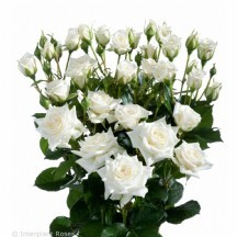 R Tr Jeanıne 50 cm 1 demet 10 dal!!!