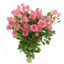 r tr jessy 50 cm 1 demet 10 dal!!!