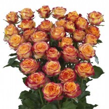 R Tr Land Of Fıre 1 demet 10 dal 70 cm!!!