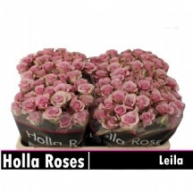 R Tr Leıla 40 cm 1 demet 10 dal!!!