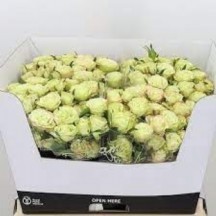 R Tr Lımousıne 60 cm  1 demet 10 dal!!!