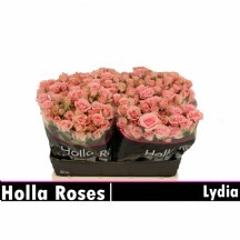 R Tr Lydia  spreygül 50cm 1 demet 10 dal!!