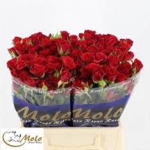 R Tr MİRABEL 40 CM  1 DEMET 10 DAL