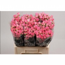 R Tr nathalie 70cm 1 demet 10 dal!