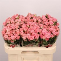 R Tr Odılıa 40 cm 1 demet 10 dal