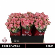 R Tr Odilia Pembe Gül 40 cm - 1 Demet 10 Dal!_