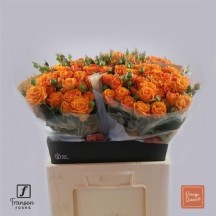 R Tr Orang Dimension 60 cm - 1 Demet 10 Dal!