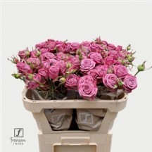 R Tr Purple Queen 60 cm  1 demet 10 dal!!!