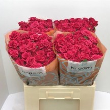 R Tr Quıncy spreygül  50 cm 1 demet 10 dal!!!