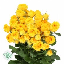 R Tr Ramona 40 cm - 1 Demet 10 Dal!