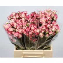 R Tr Reflex 50 cm - 1 Demet 10 Dal!