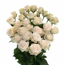 R Tr Royal Porcelina 50 cm 1 Demet 10 DAL!