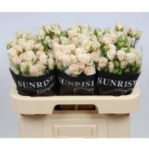 R Tr Royal Porcelina 60 cm 1 Demet 10 DAL!_