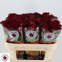 R TR RUBİCON 40CM 1 DEMET 10 DAL 