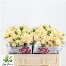 R Tr Salinero 40  cm - 1 Demet 10 Dal!