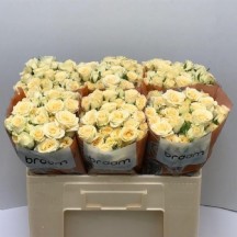 R Tr Sancerre 50 cm Açık Sarı Gül - 1 demet 10 Dal!