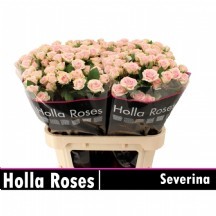 R Tr Severına 50 cm  1 demet 10 dal!!!