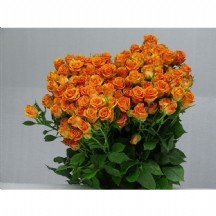 R Tr Smashıng 40 cm 1 demet 10 dal!!!