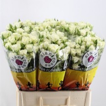 R Tr Snowflake 50 cm - 1 Demet 10 Dal!