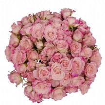 R Tr Speak Blossoms 40 cm - 1 Demet 10 Dal!