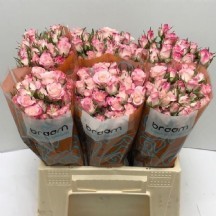 R Tr Speak Blossoms 60 cm - 1 Demet 10 Dal!