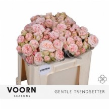 R Tr Sun Trendsetter 50 cm - 1 Demet 10 Dal!