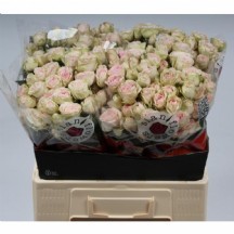 R Tr Sweet Blossoms 70 cm 1 demet 10 dal