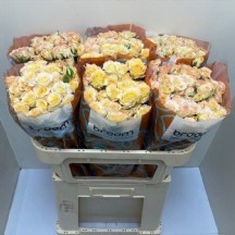 R Tr Sweet Chablis 50 cm 1 demet 10 dal!!!