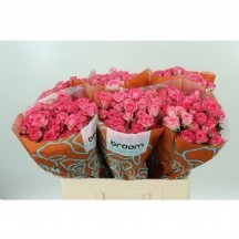 R Tr Sweet Julia 60cm 1 demet 10 dal!!!