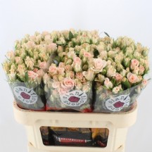 R Tr Sweet Sara 50 cm - 1 Demet 10 Dal!