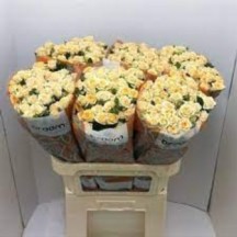 R Tr Trinity 50 cm - 1 Demet 10 Dal! spreygül