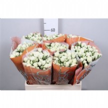 R Tr Viviane! 40cm - 1 Demet 10 DAL! spreygül