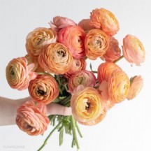rananculus erengül 