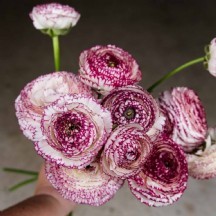 rananculus erengül 1 demet 50 dal !!!! kırçıllı
