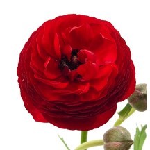 Ranunculus (Erengül) Red 1 demet 50 dal!!!