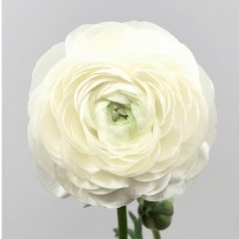Ranunculus (Erengül) White 1 demet 50 dal!!1