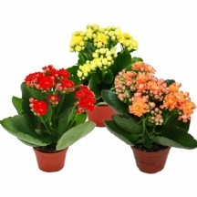 Renkli Kalanchoe (Kalanşo) Çiçeği 12LİK SAKSI