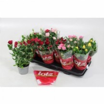 Ro Lotz Of Gem 5 Kl saksı spreygül 1 adet