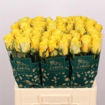 Rosa GR Good Times 50 cm - 1 Demet 10 Dal!