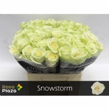 Rosa Gr Snowstorm 60 cm (Beyaz Gül)  - 1 Demet 10 Dal!