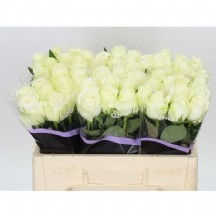 Rosa Gr Snowstorm 80 cm (Beyaz Gül)  - 1 Demet 10 Dal!