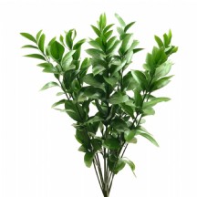 Ruscus 1 demet 20 DAL!